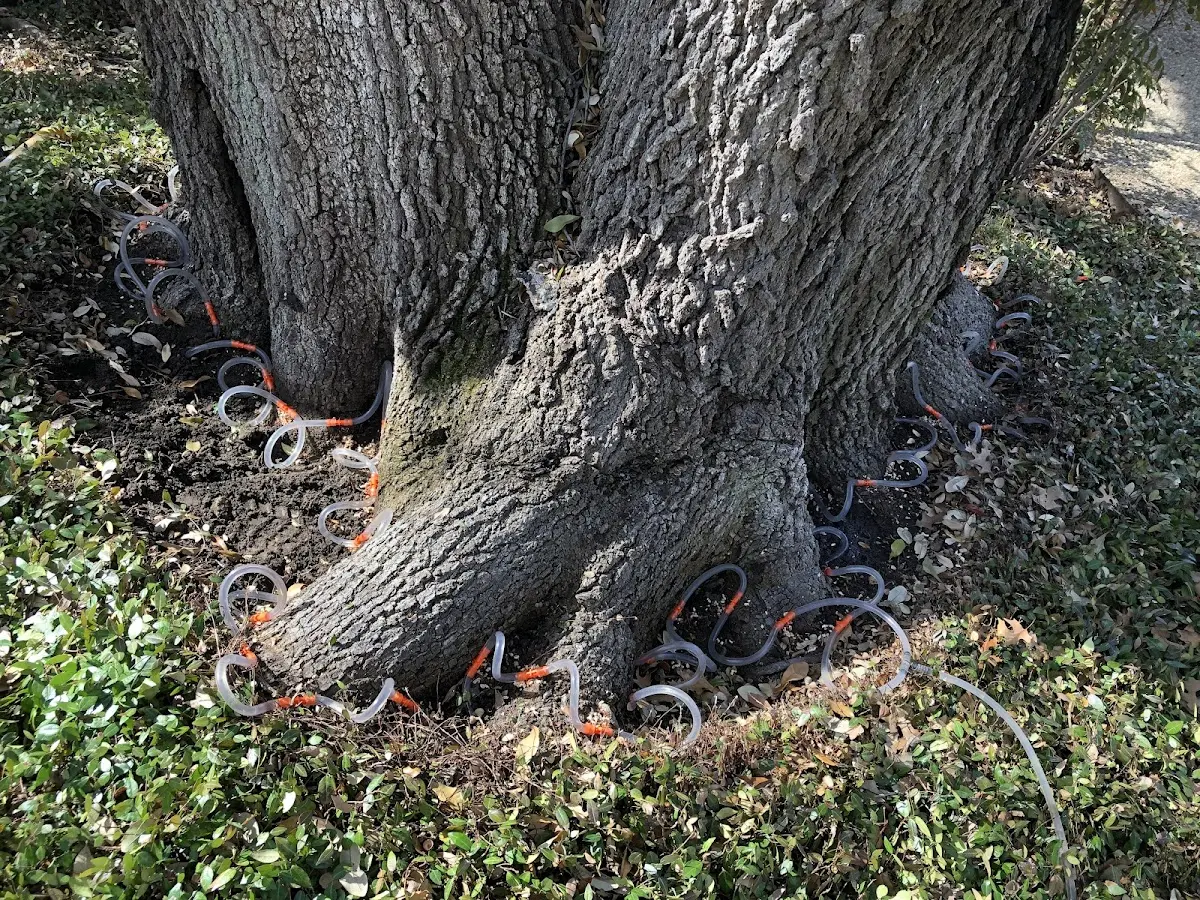 Detailed Tree Cabling and Bracing job site in Lindale